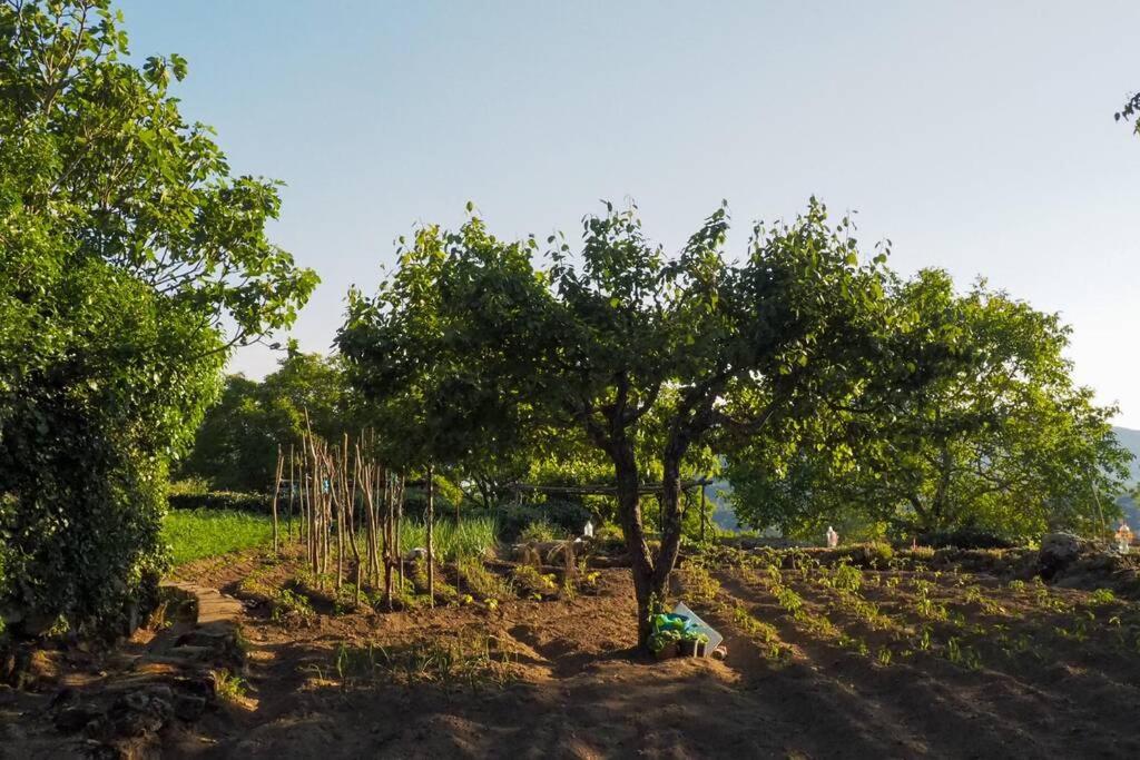 דירות Puerto de Béjar El Bosque De Los Romanos מראה חיצוני תמונה